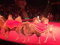 image-b9a823d8f76dde69268dc38e5808f511c2c4ba34e3703569e030e555b96598dc-V